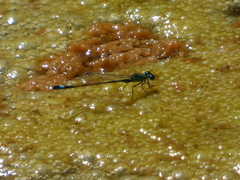 Ischnura elegans
