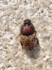 Palaeonthophagus