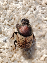 Palaeonthophagus