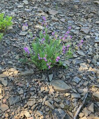 Astragalus bourgovii