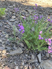 Astragalus bourgovii