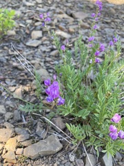 Astragalus bourgovii
