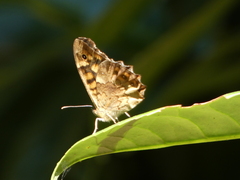 Pararge aegeria