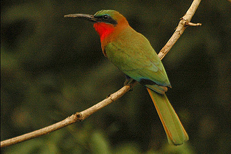 tilskadekomne strand Ingen Red-throated Bee-eater (Birds of Central Africa) · iNaturalist