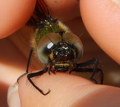 Somatochlora alpestris