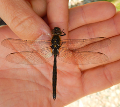 Somatochlora alpestris