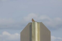 Chondestes grammacus