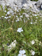 Heliosperma pusillum