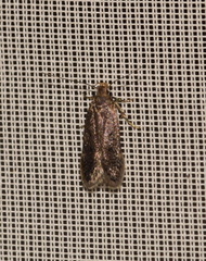 Anacampsis scintillella