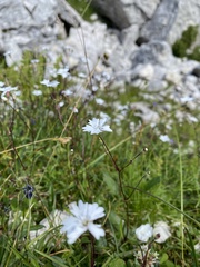Heliosperma pusillum