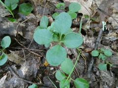 Polygaloides paucifolia