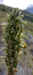 Chloraea leptopetala