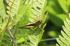 Schistocerca alutacea