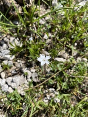 Heliosperma pusillum