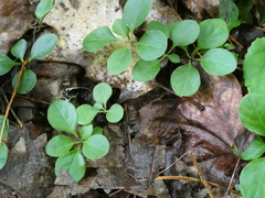 Polygaloides paucifolia