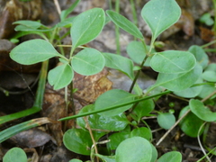 Polygaloides paucifolia