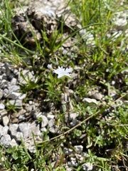 Heliosperma pusillum