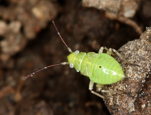iNaturalist observation photo of Plant Bugs