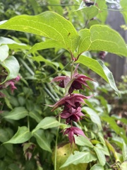 Leycesteria