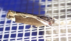 Chaliniastis astrapaea