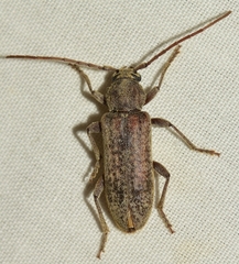 Trichoferus griseus