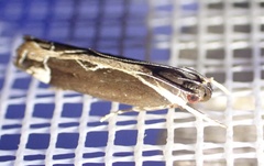 Chaliniastis astrapaea