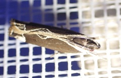 Chaliniastis astrapaea