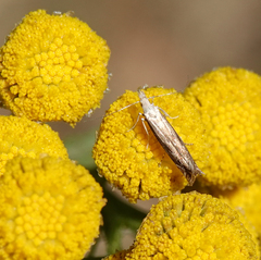 Isophrictis striatella