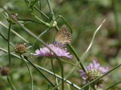 Polyommatus