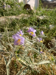 Solanum elaeagnifolium
