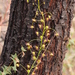 Climbing Sundew - Photo (c) Geoffrey Cox, some rights reserved (CC BY), uploaded by Geoffrey Cox