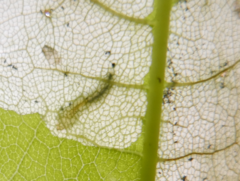 Heterarthrus cuneifrons