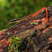 Elegant Eyed Lizard - Photo (c) Santiago Ron, some rights reserved (CC BY-NC)