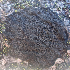 Orphniospora moriopsis