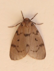 Paidia cinerascens