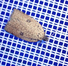 Meritastis polygraphana