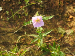 Osbeckia chinensis