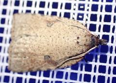 Meritastis polygraphana