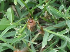 Amphimallon assimile