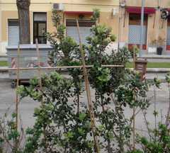 Metrosideros kermadecensis