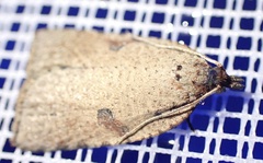 Meritastis polygraphana