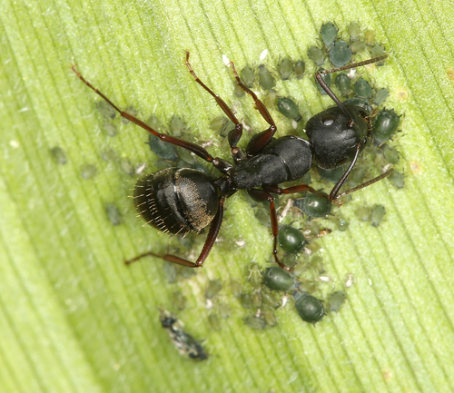 iNaturalist observation photo of Western Black Carpenter Ant