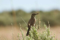 Oreoscoptes montanus