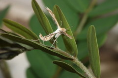 Megalorhipida defectalis