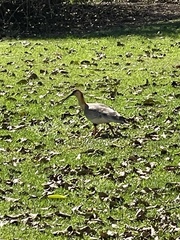 Theristicus caudatus