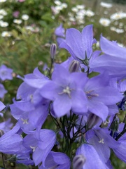 Platycodon