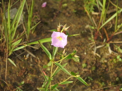 Osbeckia chinensis
