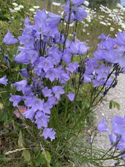 Platycodon