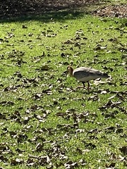 Theristicus caudatus