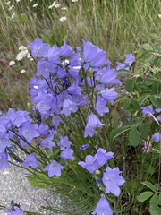 Platycodon